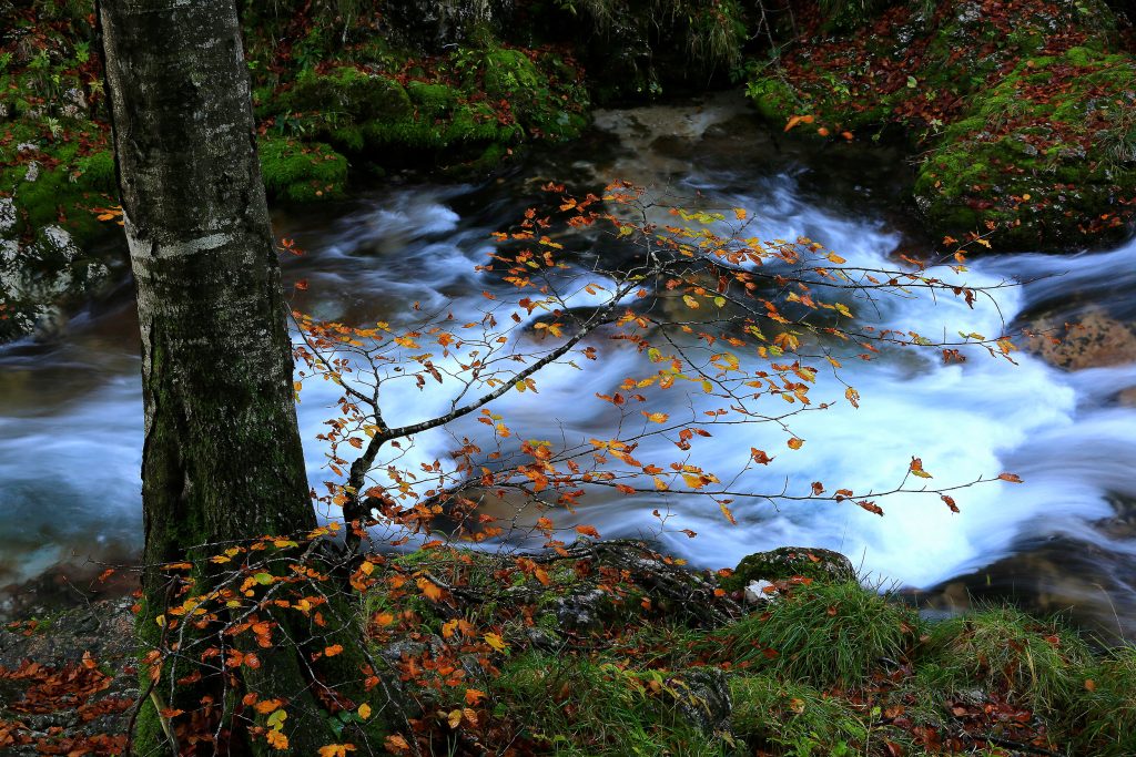 Torrente Arzino in autunno
