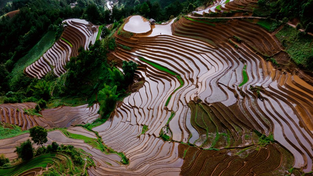 rice terraces