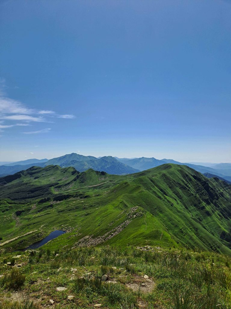 Sinfonia in verde