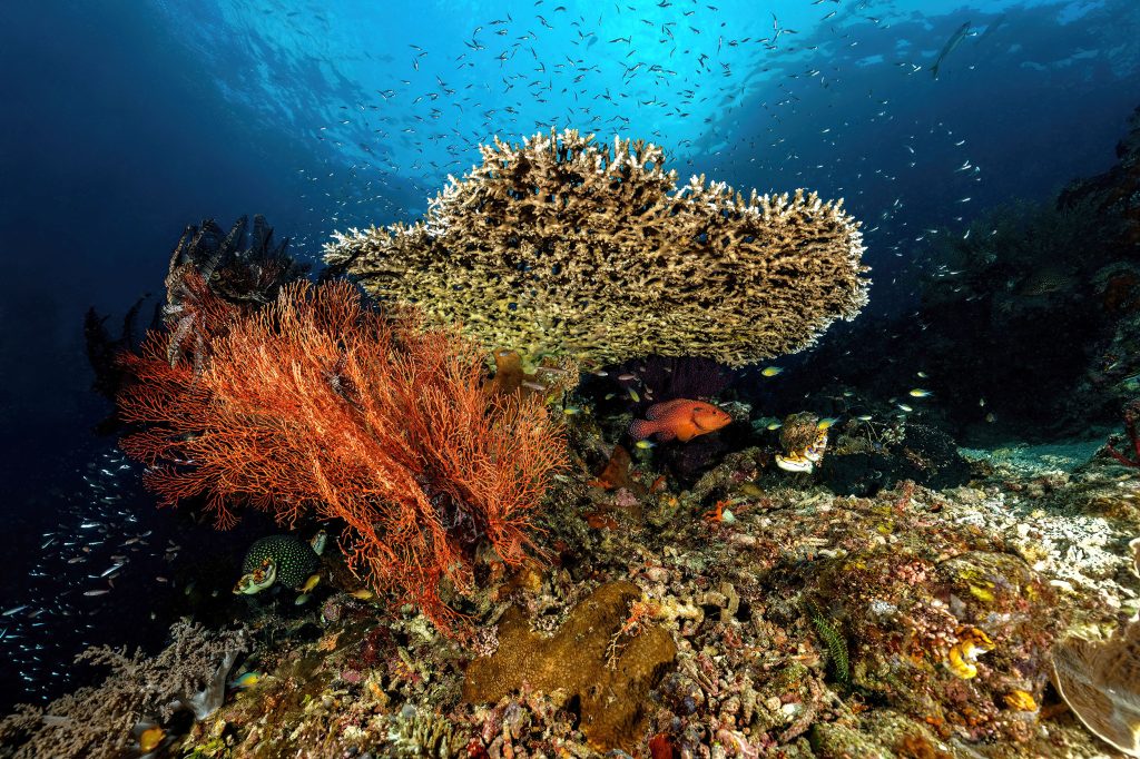 Ambiance sous marine
