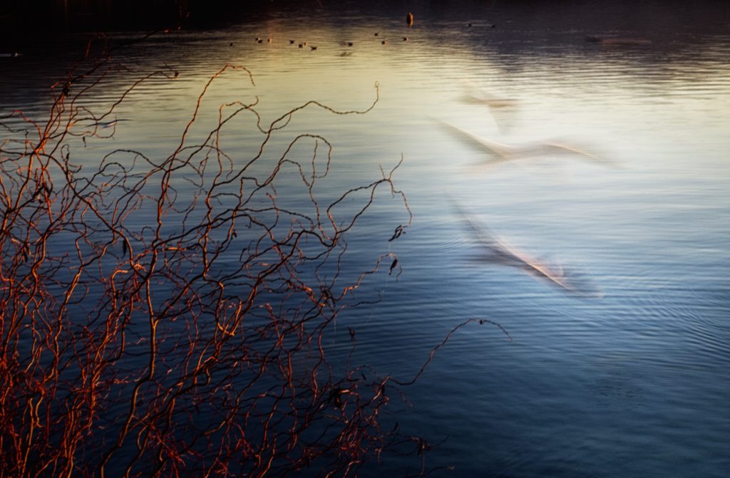 in volo
