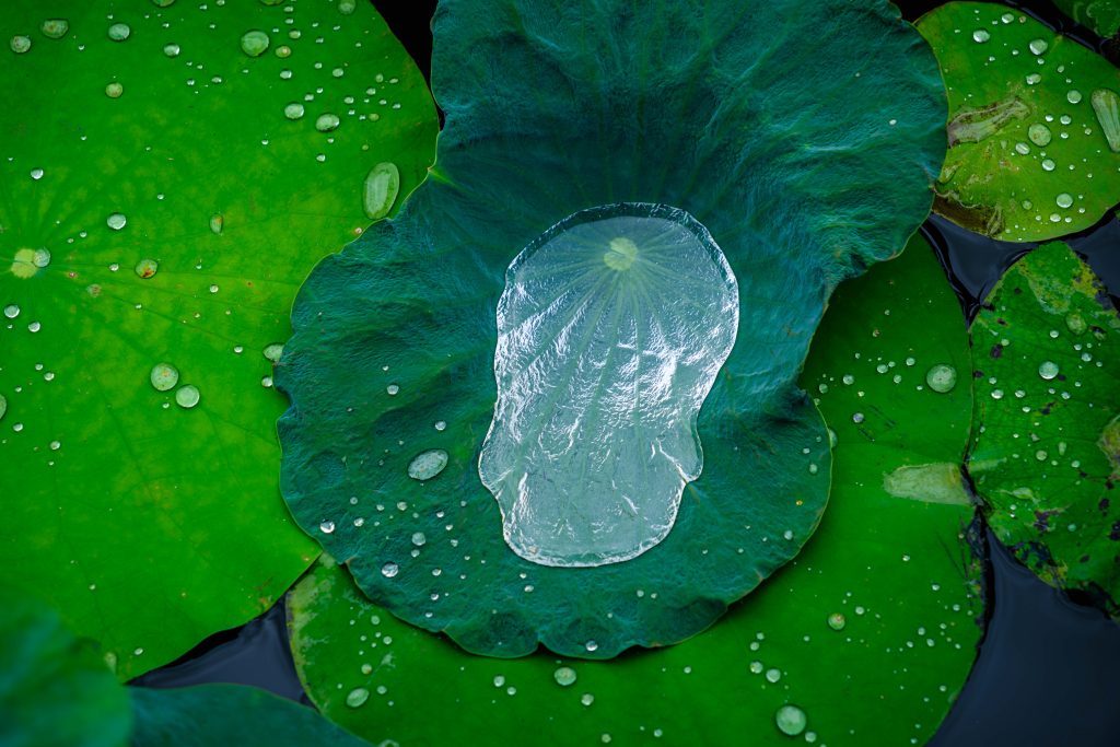 Raindrop on a Lily Pad