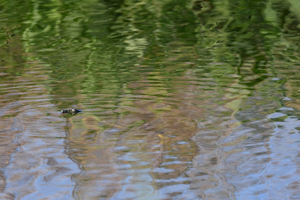Euphrates Turtle in the Great Lake
