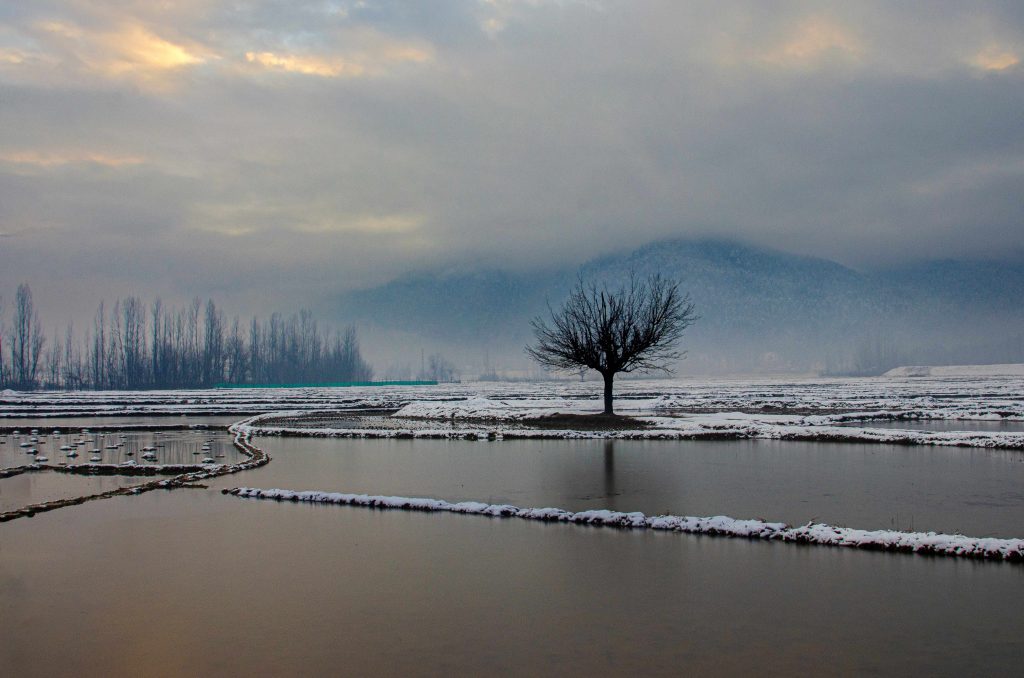 the Lone Tree_LOLAB Valley