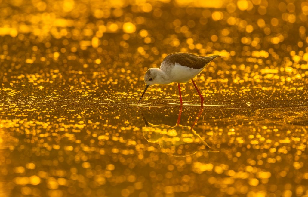 Golden Serenity