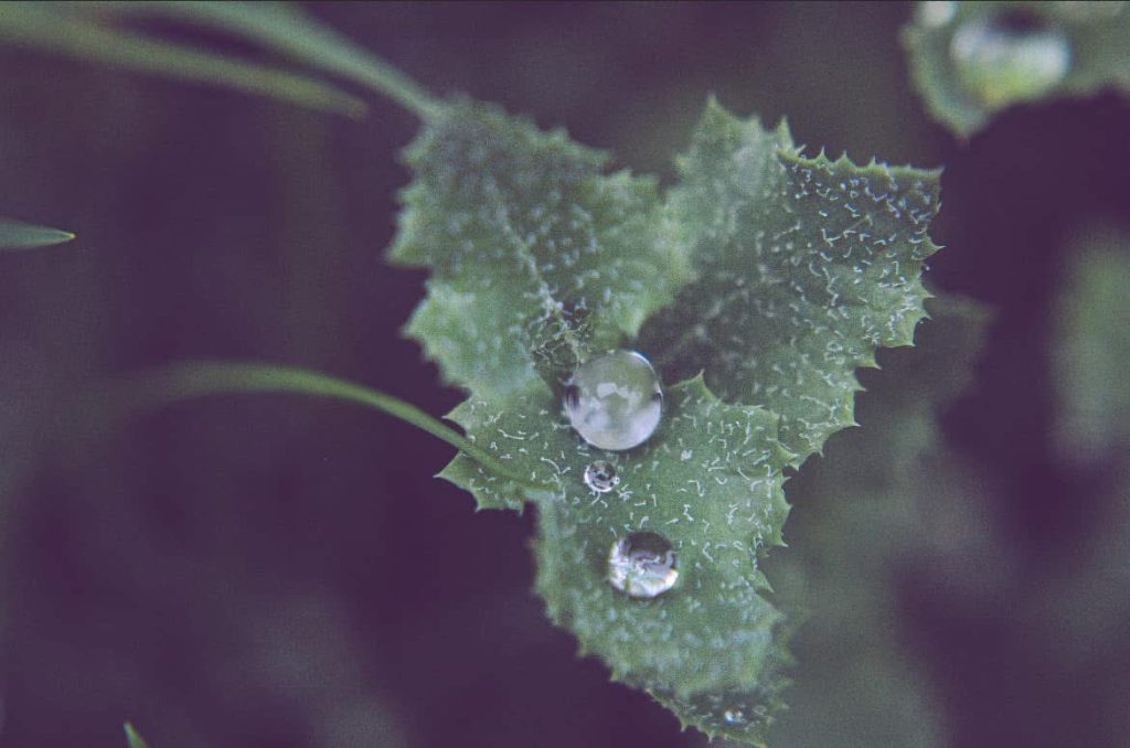 Water Droplet
