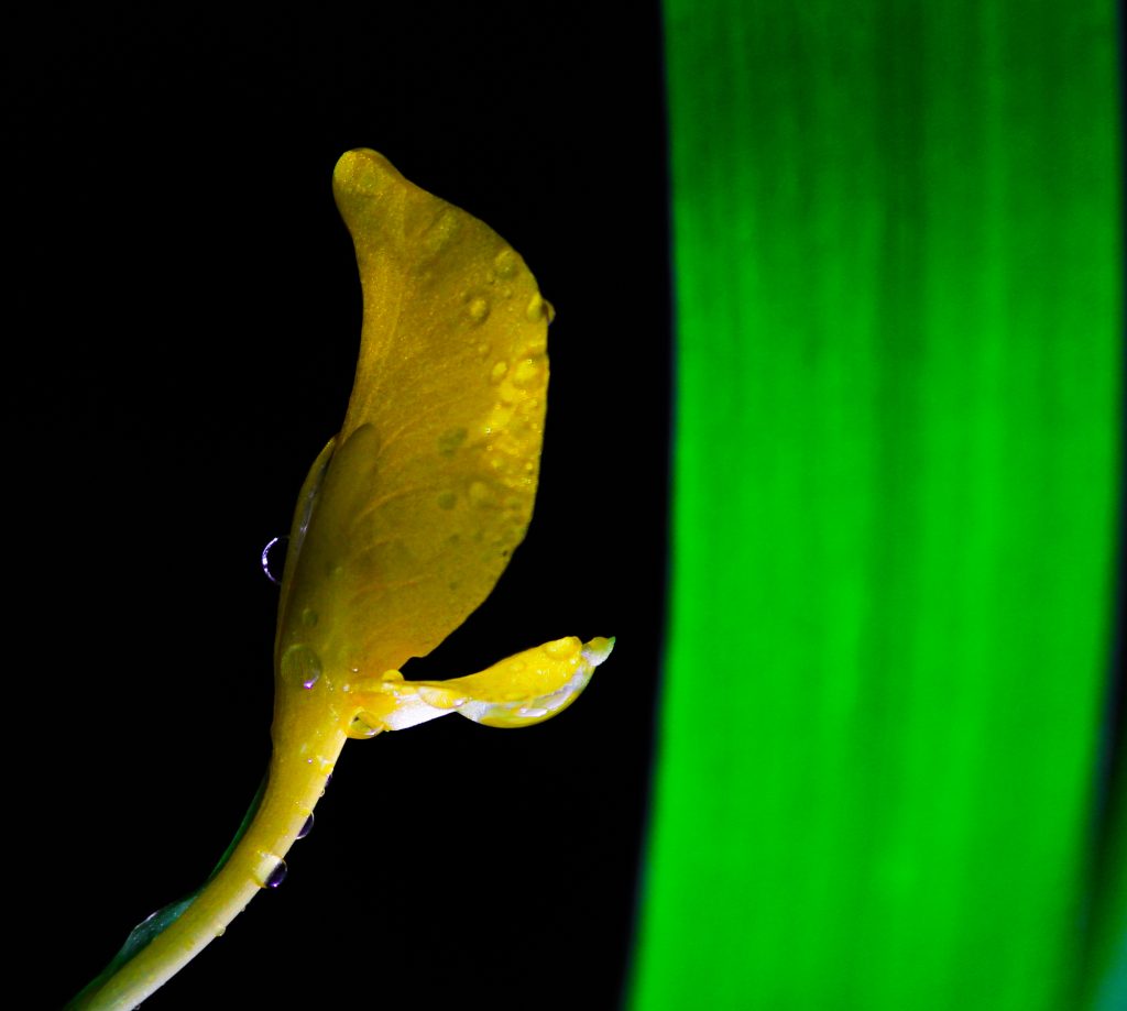Water drop