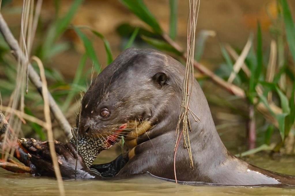lontra gigante con preda / giant otter with prey