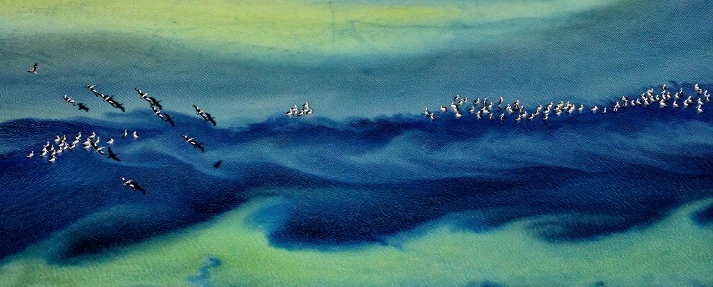 Kakadu pelicans