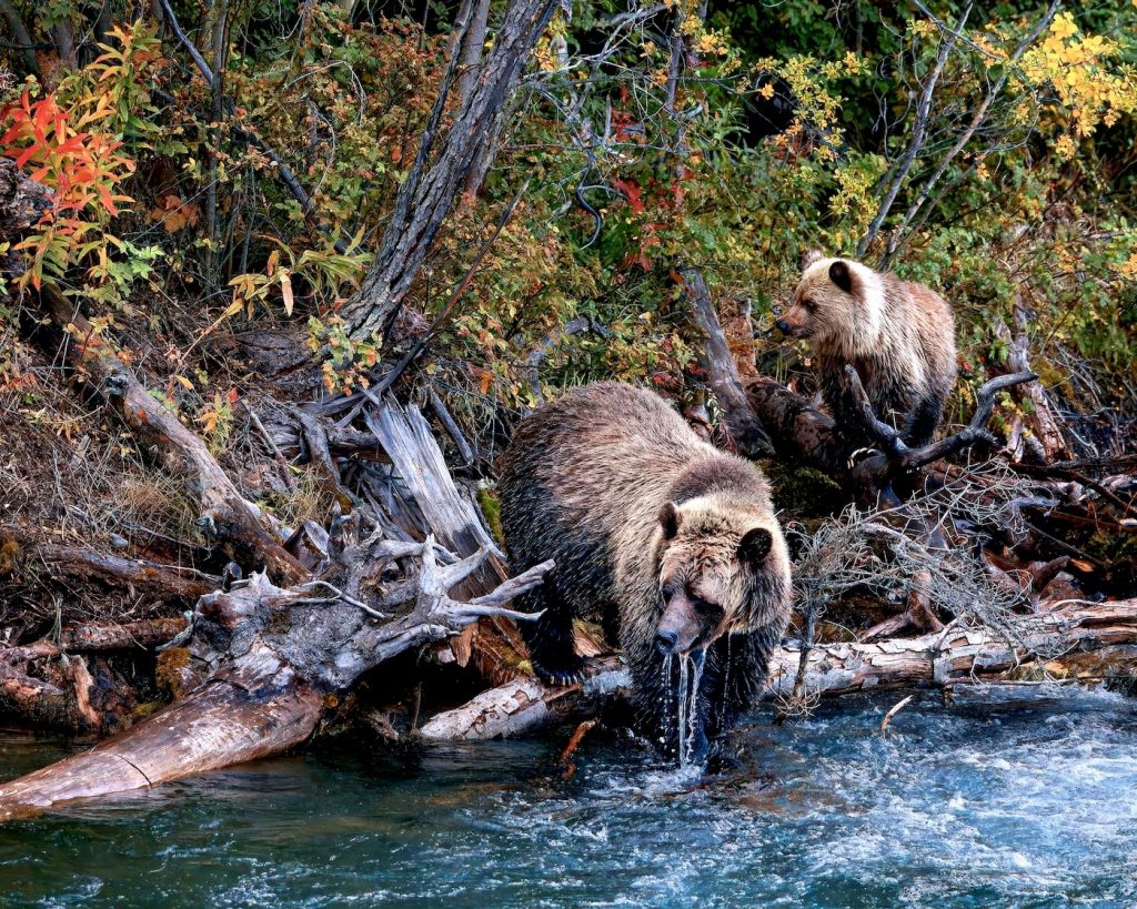 Salmon River, Great Bear Rainforest