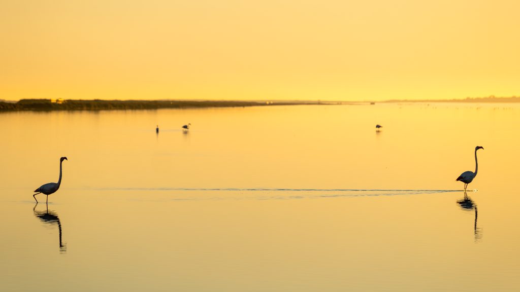 Flamingos in the Golden Glow of Evening