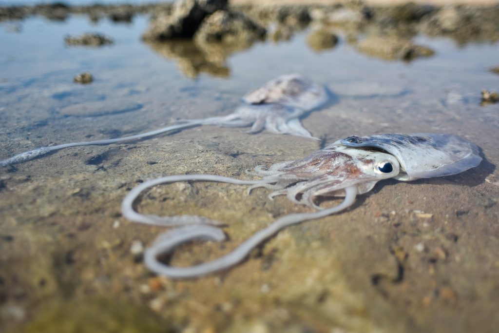 Squid and Love