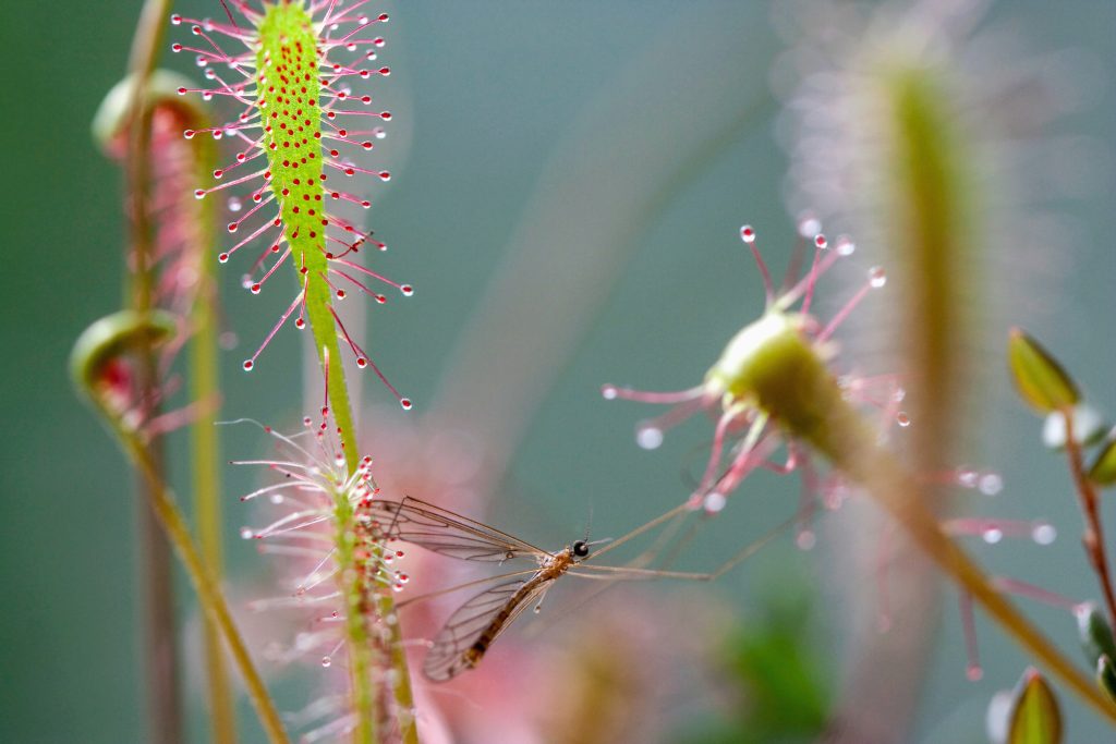 Sundews breakfast