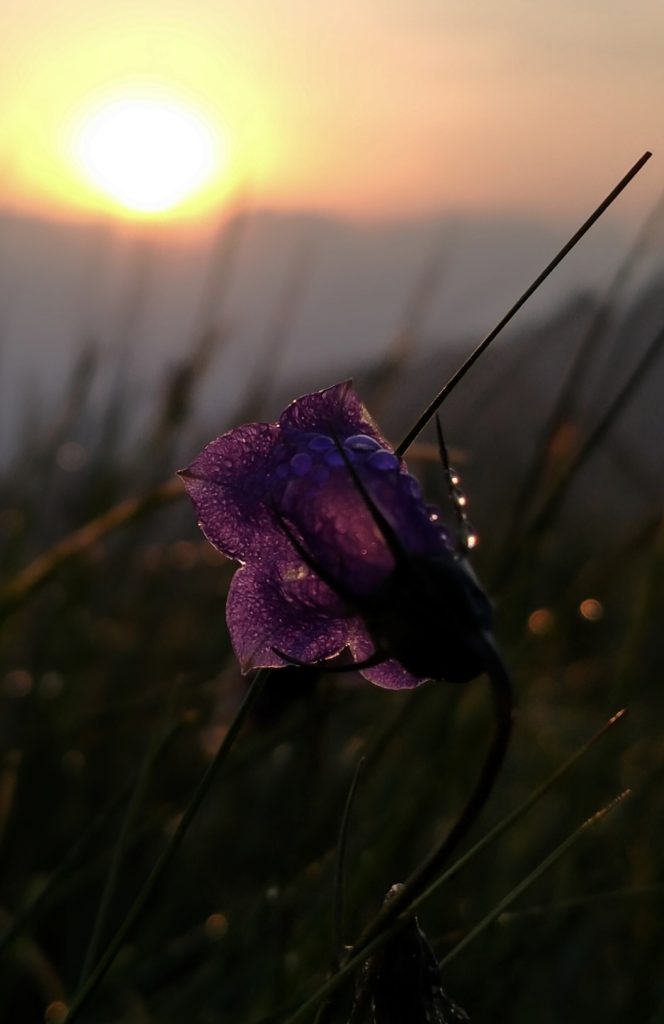Alba
