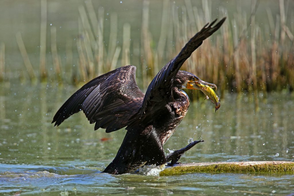 Cormorano con preda
