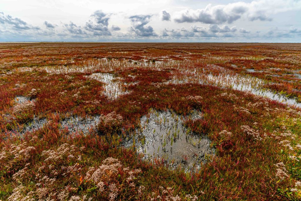 Sea ​​of ​​red samphire.