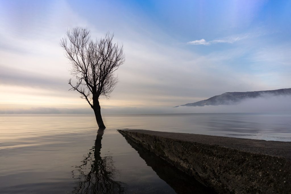 L’albero e l’acqua