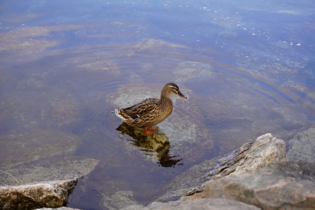 Il fascino…naturale
