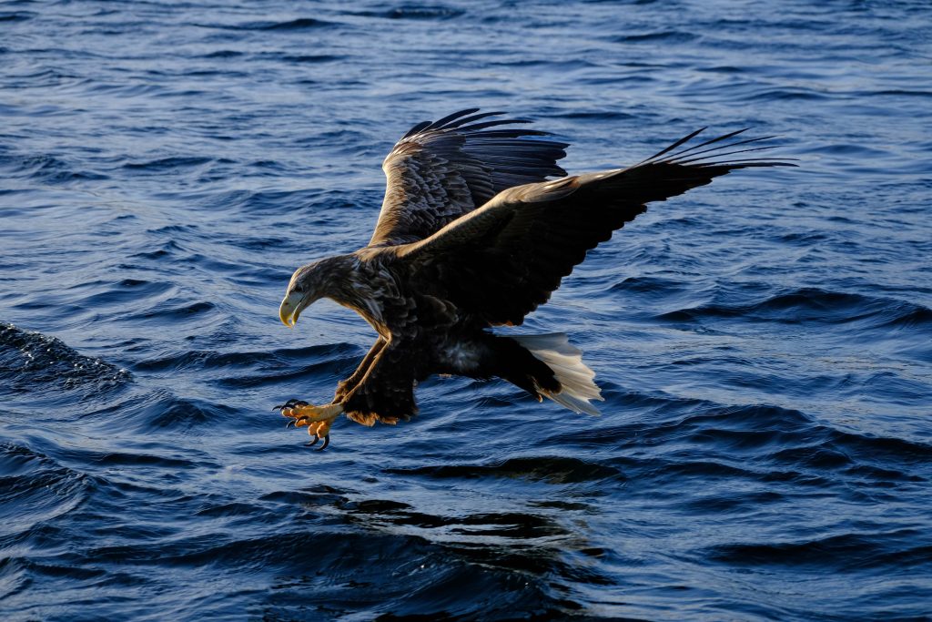 Aquila di mare