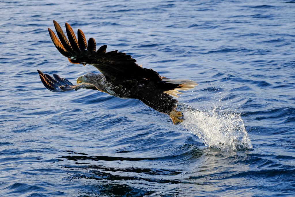 Aquila di mare1