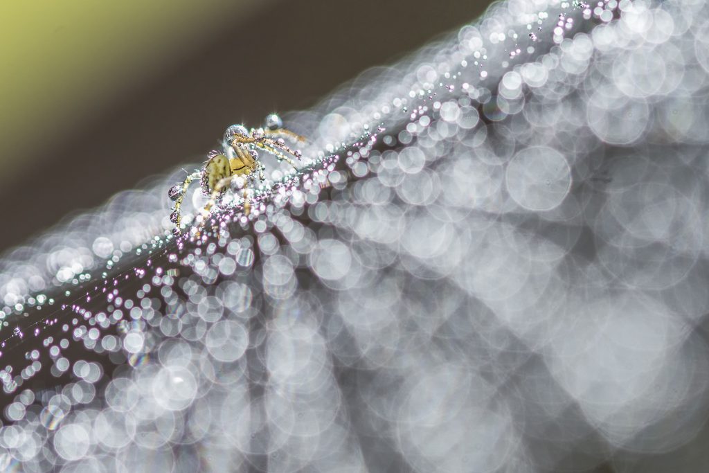 Jewels