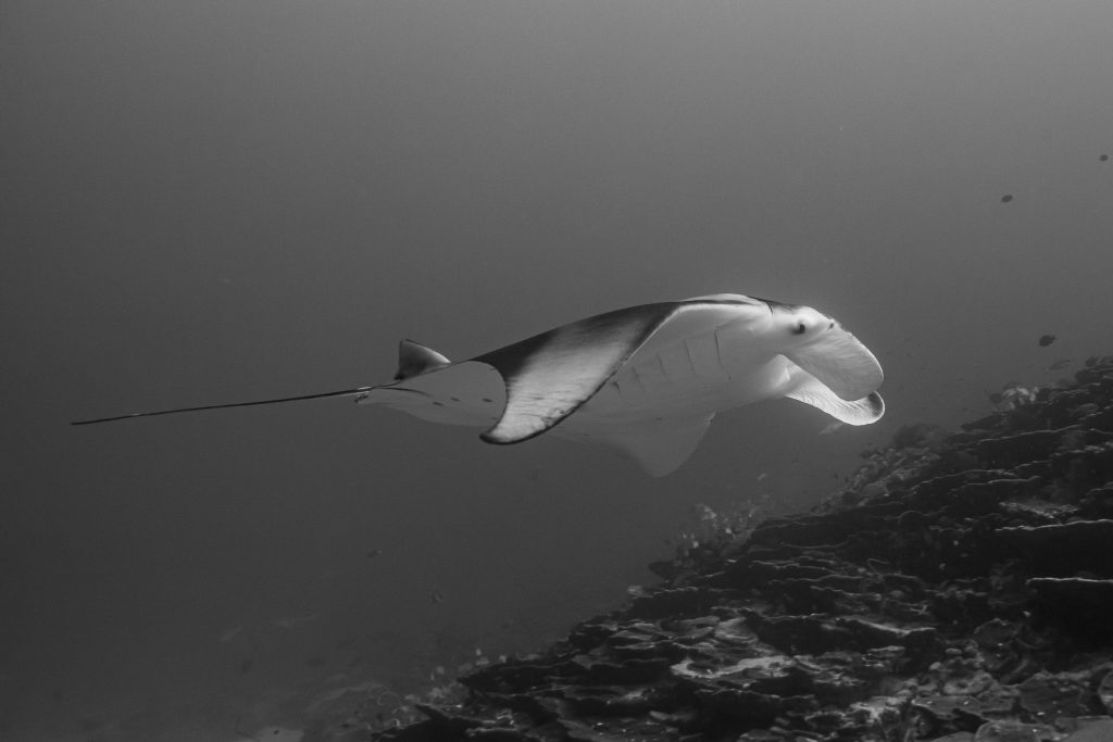 Manta in movimento