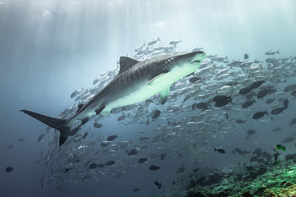 Il centro dei Tiger shark