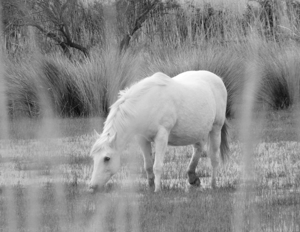 Delta del Rodano – Cavallo