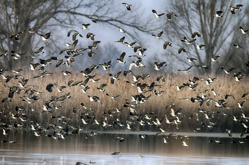 Volo di Pavoncelle