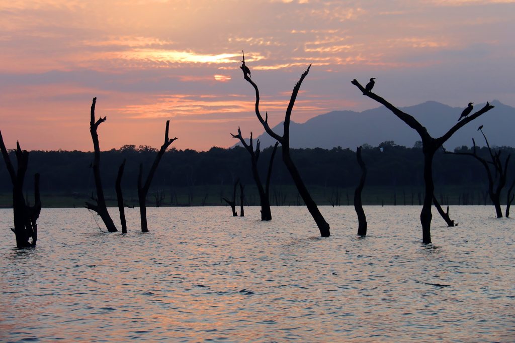 Silhouettes