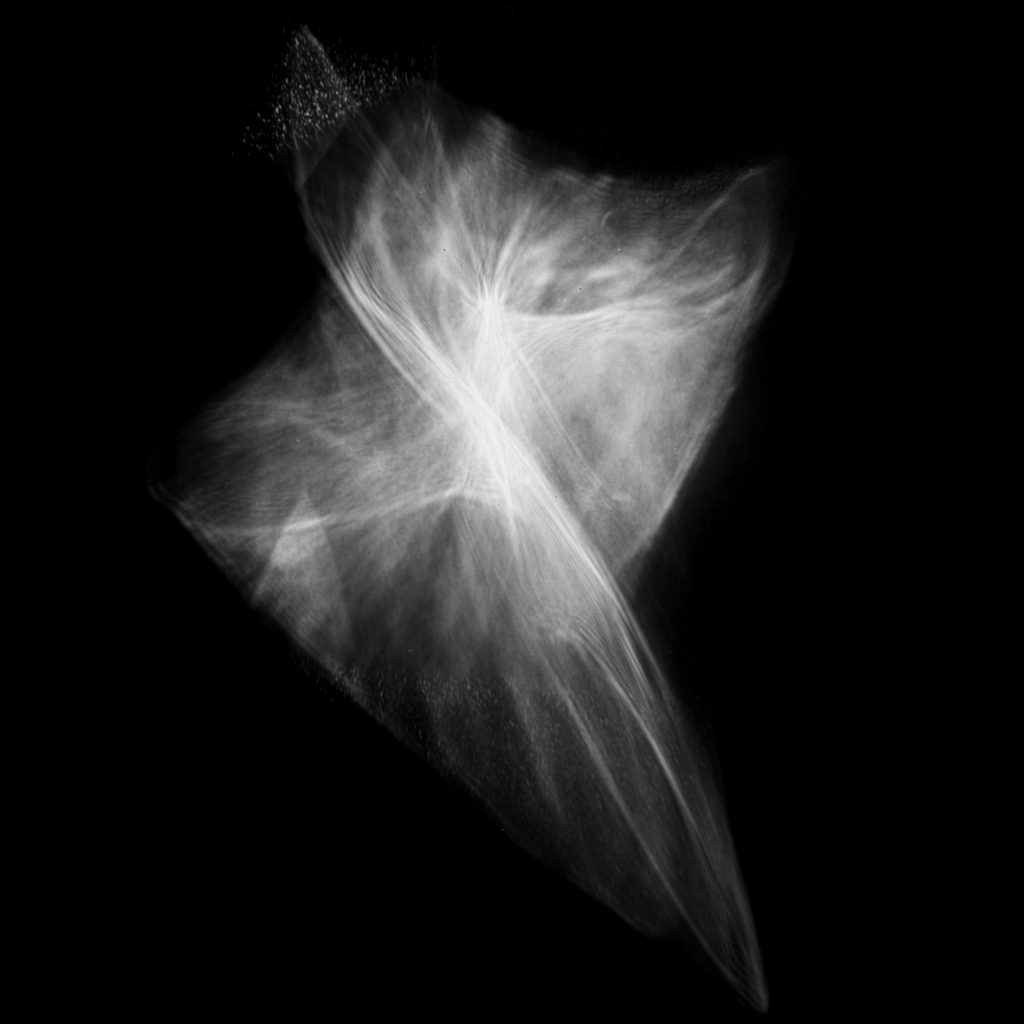Sunburst Foraminifera