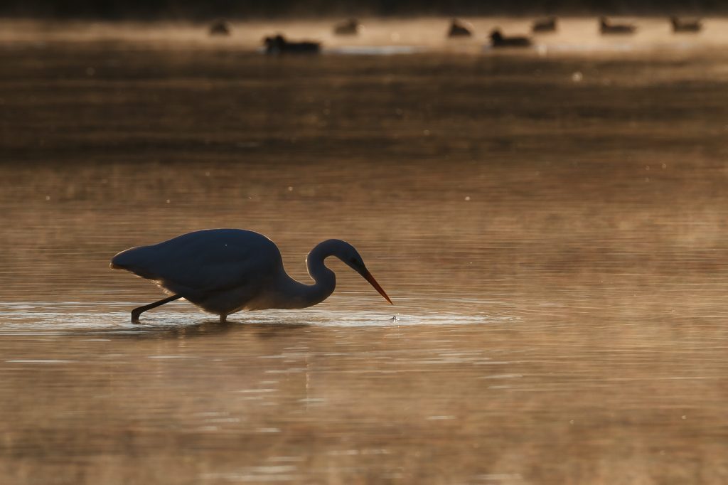 Fishing Great Egret