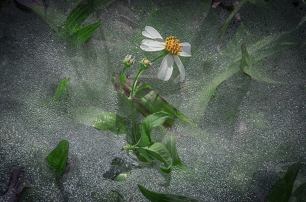 sparkling dew drops