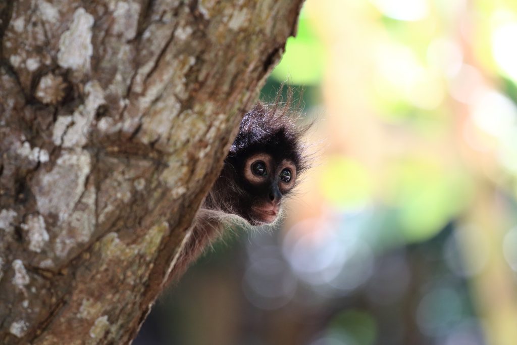 Spider monkey