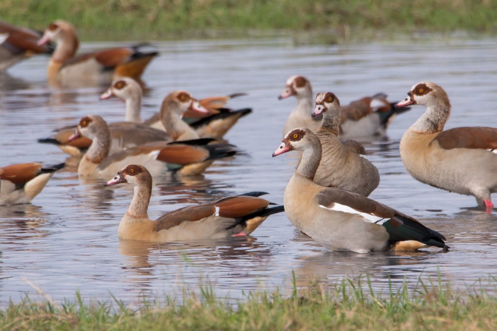 Amboseli -Oche Egiziane