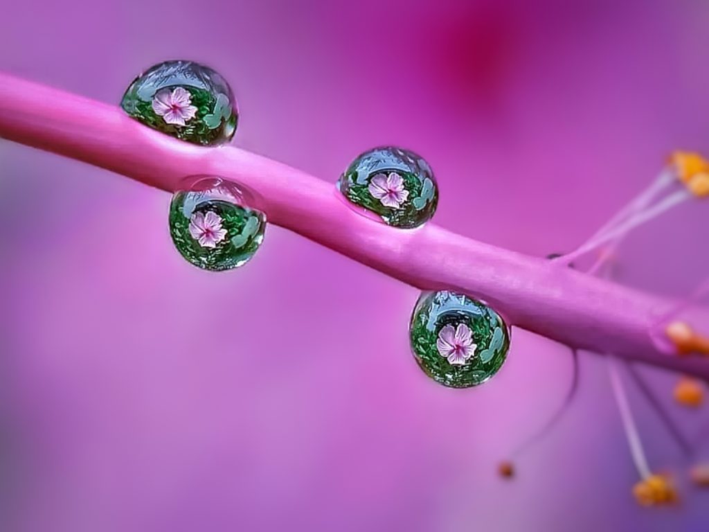 Droplets of Wonder