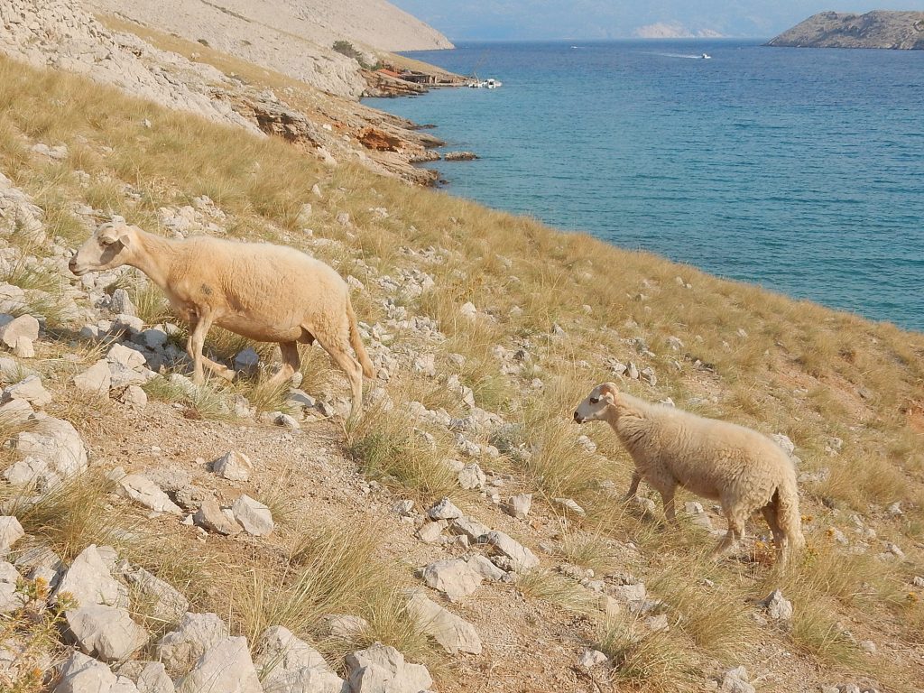 IN CERCA D’ACQUA