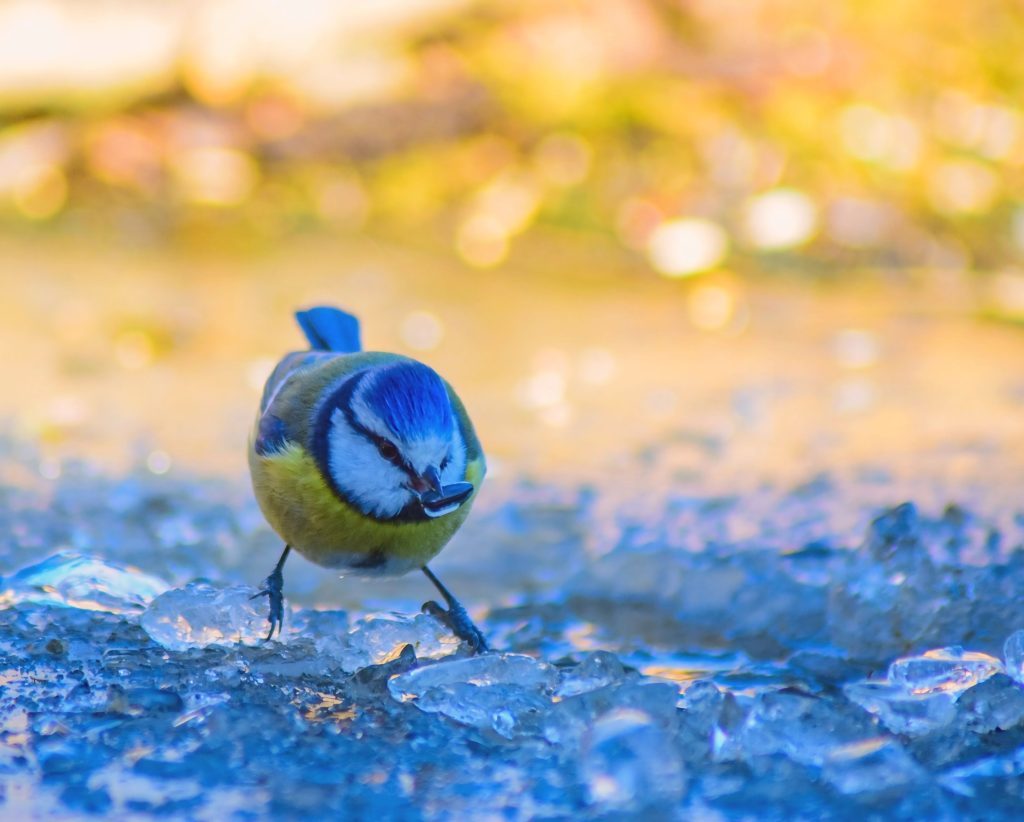 Microinverno