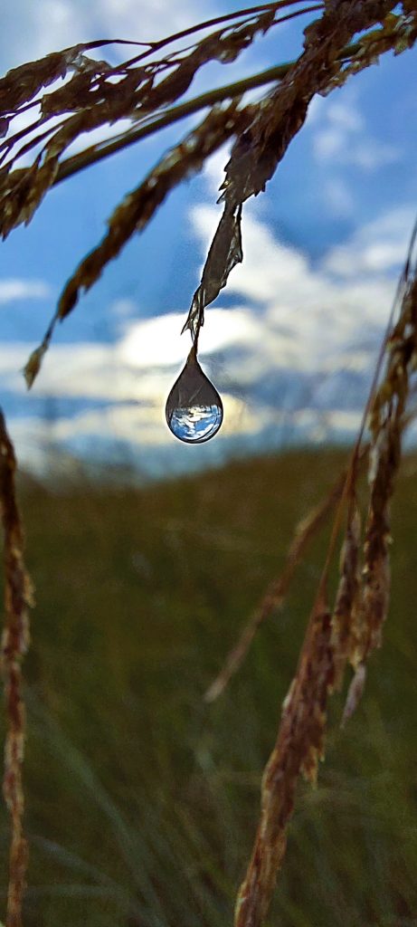 Drop of life