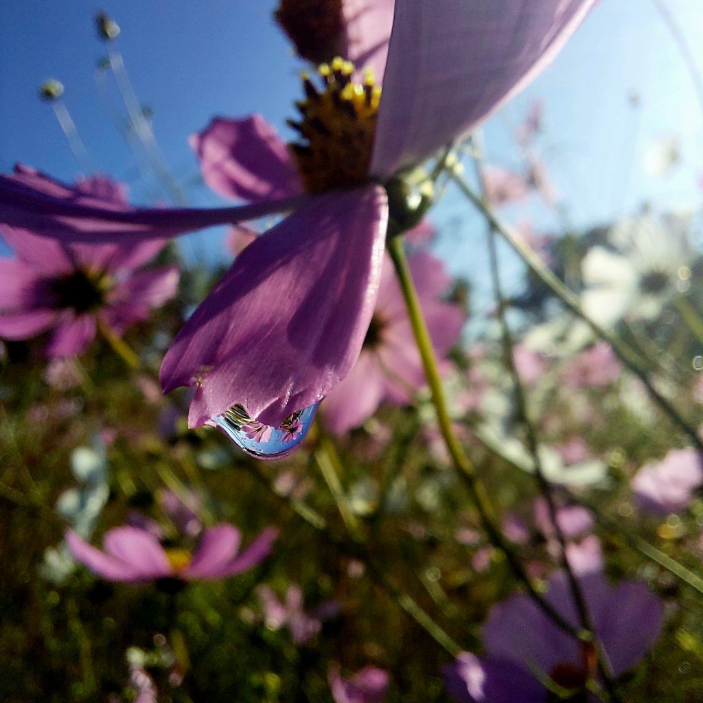 Droplet of dreams