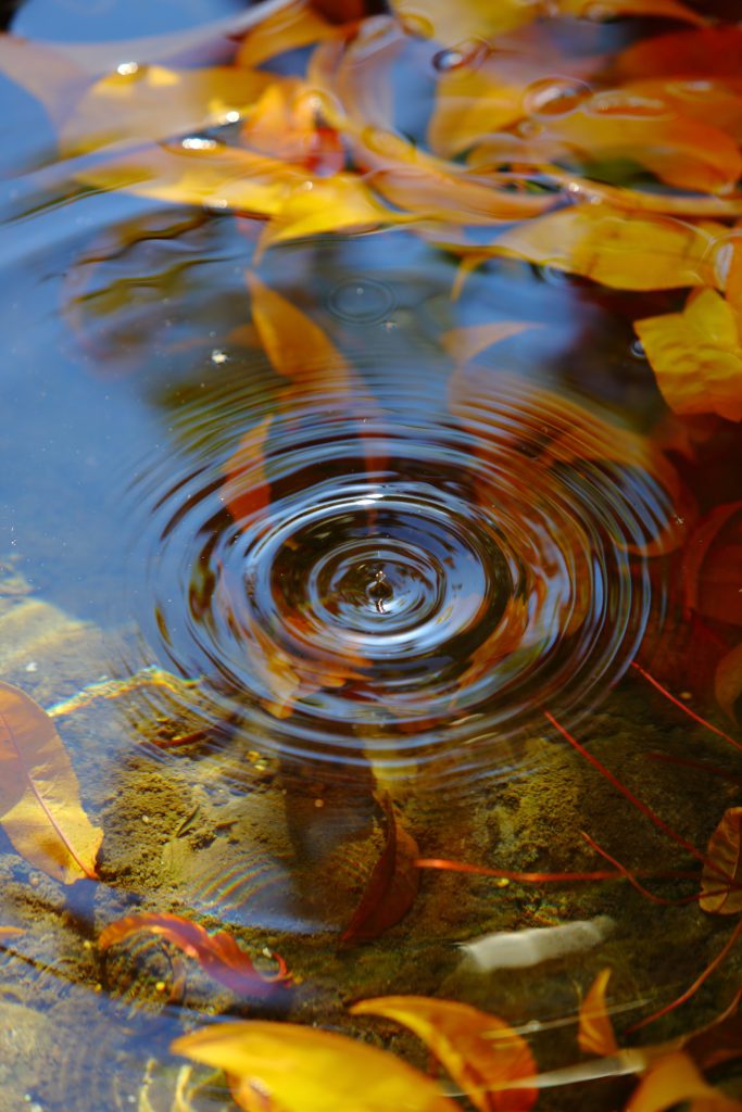 The drop of life