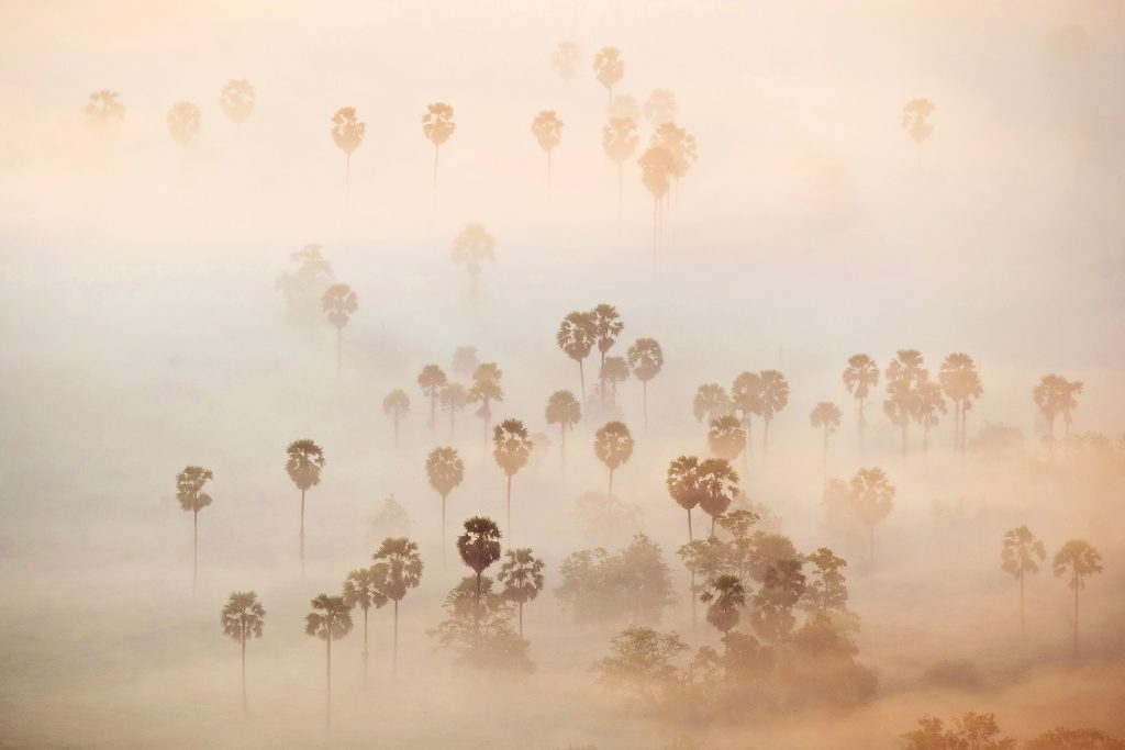 Whispers of the Mist
