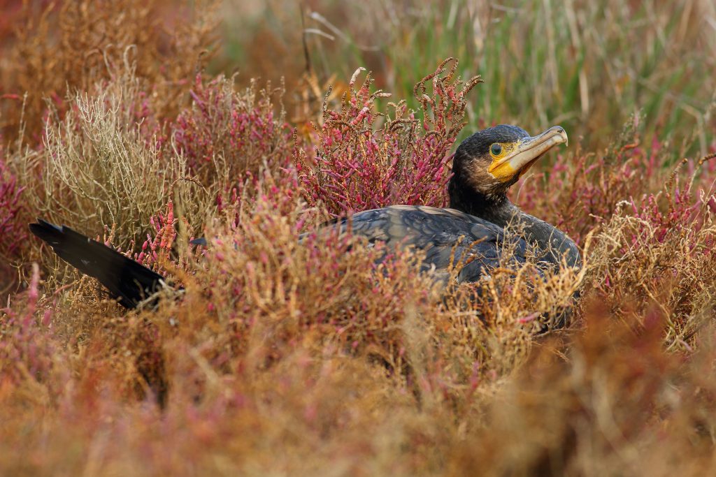 Cormorano ferito