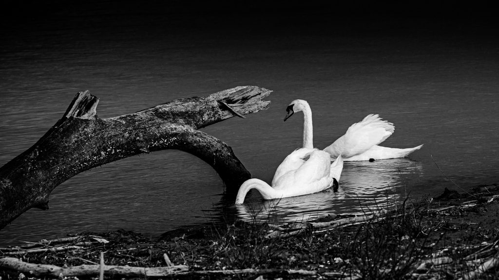 SWANS
