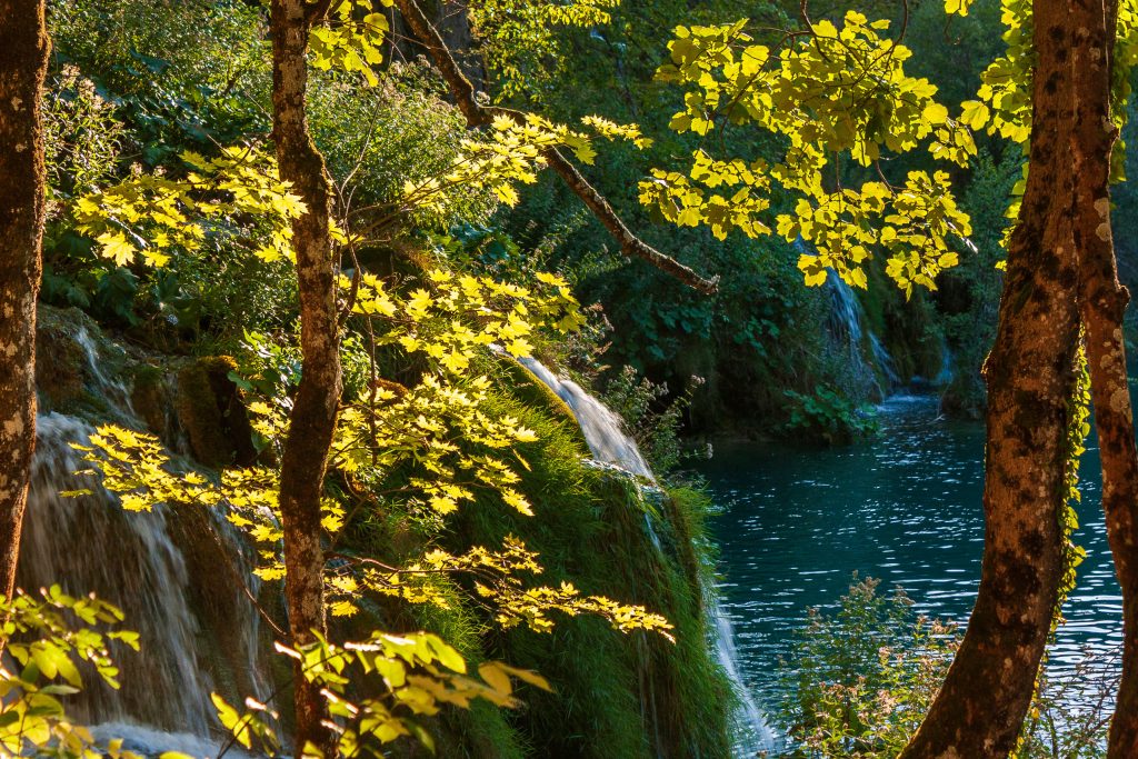 Green leaves and waterfalls