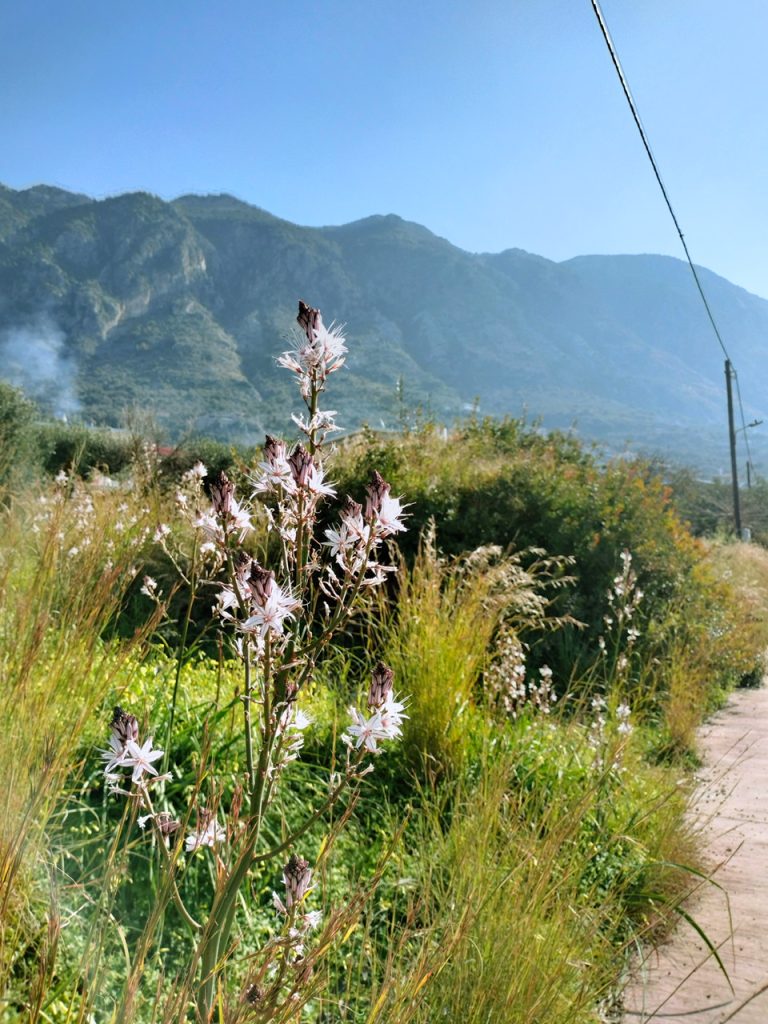 Wild flower