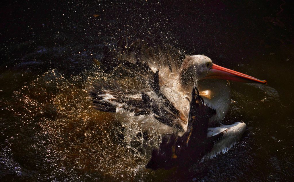 The Pelican