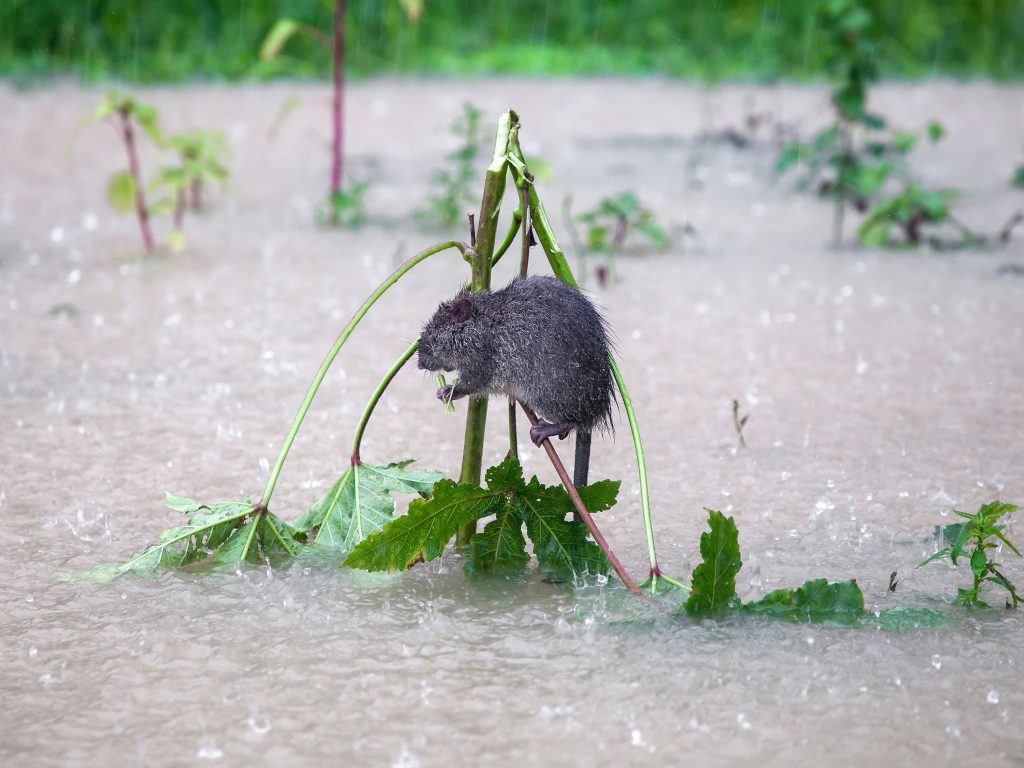 A Rat Life