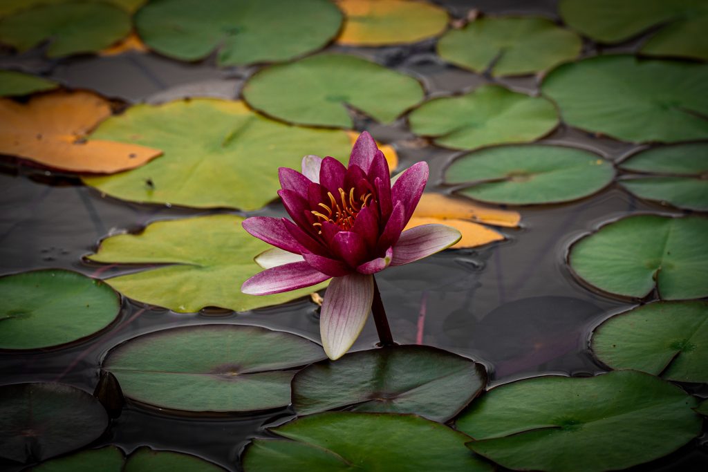 Water and Life