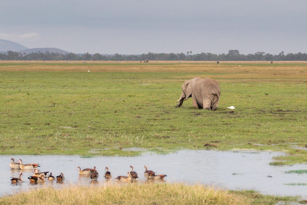 Elefante al bagno